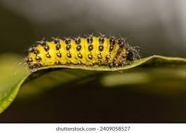 Attēlu rezultāti vaicājumam “Zygaena lonicerae larva”