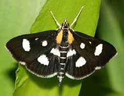 Attēlu rezultāti vaicājumam “Anania funebris”