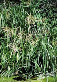 Attēlu rezultāti vaicājumam “Glyceria maxima”