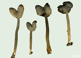 Attēlu rezultāti vaicājumam “Helvella atra”