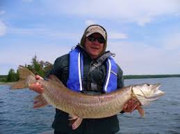 Image result for Esox masquinongy