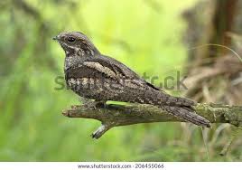 Attēlu rezultāti vaicājumam “Caprimulgus europaeus juvenile”