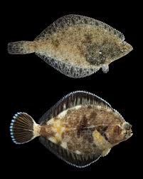 Attēlu rezultāti vaicājumam “Siphlonurus male”