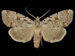 Attēlu rezultāti vaicājumam “Badhamiopsis scripta sessile”