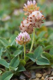 Attēlu rezultāti vaicājumam “Trifolium fragiferum flower”