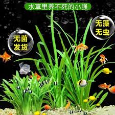 「扭蘭」的圖片搜尋結果