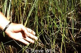 Attēlu rezultāti vaicājumam “Carex chordorrhiza fruit”