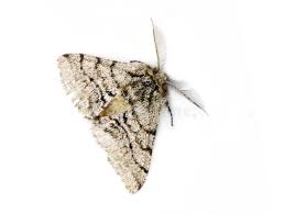 Attēlu rezultāti vaicājumam “Phigalia pilosaria”