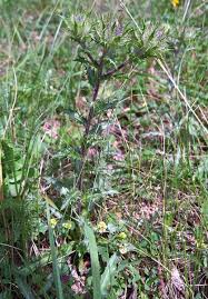 Attēlu rezultāti vaicājumam “Carlina vulgaris flower”