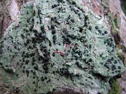 Attēlu rezultāti vaicājumam “Mycoblastus sanguinarius”