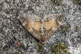 Attēlu rezultāti vaicājumam “Dysstroma truncata”