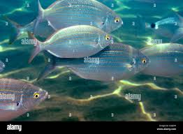 Image result for Pomadasys incisus