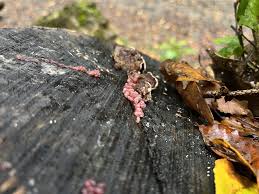 Attēlu rezultāti vaicājumam “Ascocoryne sarcoides”