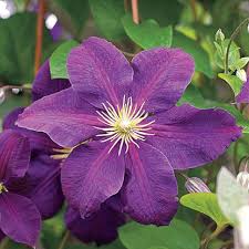 Attēlu rezultāti vaicājumam “Clematis flower”