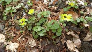 Attēlu rezultāti vaicājumam “Chrysosplenium alternifolium leaf”