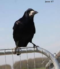 Attēlu rezultāti vaicājumam “Corvus frugilegus adult”