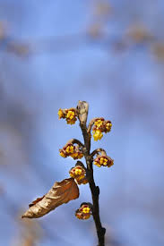 Attēlu rezultāti vaicājumam “Hamamelis japonica bud”