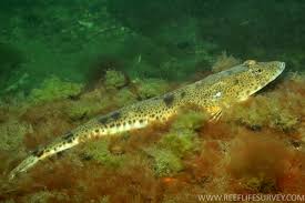 Image result for Platycephalus richardsoni