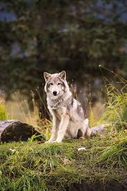 Attēlu rezultāti vaicājumam “Canis lupus”