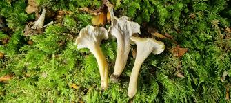 Attēlu rezultāti vaicājumam “Pseudocraterellus sinuosus”