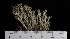 Attēlu rezultāti vaicājumam “Cladonia phyllophora”