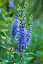 Attēlu rezultāti vaicājumam “Veronica longifolia bud”