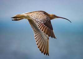 Attēlu rezultāti vaicājumam “Numenius arquata”