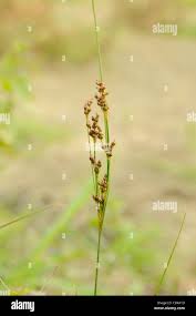 Attēlu rezultāti vaicājumam “Juncus compressus”