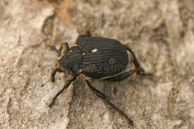 Attēlu rezultāti vaicājumam “Mononychus punctumalbum”