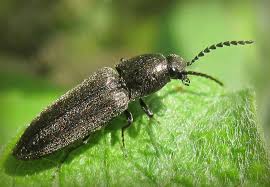 Attēlu rezultāti vaicājumam “Cidnopus aeruginosus”