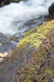 Attēlu rezultāti vaicājumam “Scapania apiculata”