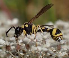 Attēlu rezultāti vaicājumam “Eumenes sp.”