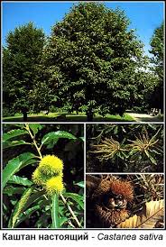 Attēlu rezultāti vaicājumam “Castanea sativa”