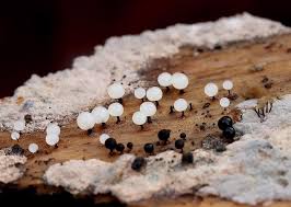 Attēlu rezultāti vaicājumam “Enerthenema papillatum”