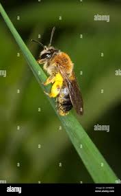 Attēlu rezultāti vaicājumam “Andrena haemorrhoa”