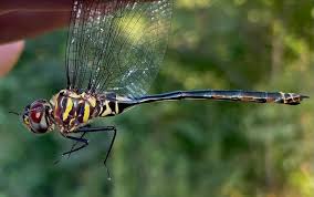 Attēlu rezultāti vaicājumam “Comatricha ellae stalked”