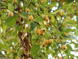 Attēlu rezultāti vaicājumam “Malus baccata fruit”