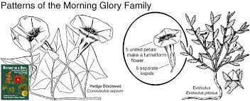 Attēlu rezultāti vaicājumam “Convolvulaceae”