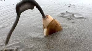 Image result for geoduck