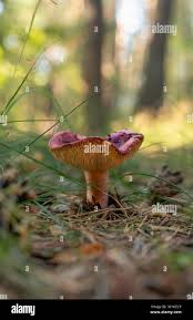 Attēlu rezultāti vaicājumam “Clavulinopsis cinerioides”