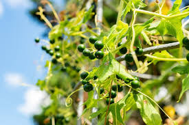 Attēlu rezultāti vaicājumam “Bryonia alba fruit”