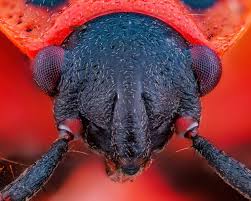 Attēlu rezultāti vaicājumam “Pyrrhocoris apterus imago”