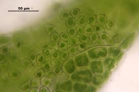 Attēlu rezultāti vaicājumam “Cephalozia lunulifolia”