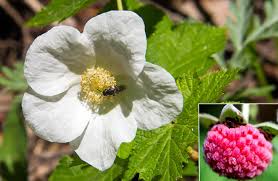 Attēlu rezultāti vaicājumam “Rubus parviflorus”
