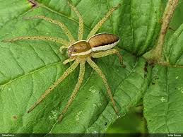 Attēlu rezultāti vaicājumam “Gulielmina vermicularis macro”