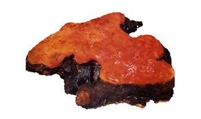 Attēlu rezultāti vaicājumam “Antrodia”