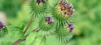 Attēlu rezultāti vaicājumam “Arctium lappa”