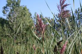 Attēlu rezultāti vaicājumam “Phragmites communis”