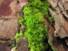 Attēlu rezultāti vaicājumam “Dicranum montanum var. truncicolum”