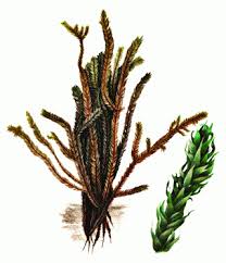 Attēlu rezultāti vaicājumam “Breidleria pratensis”